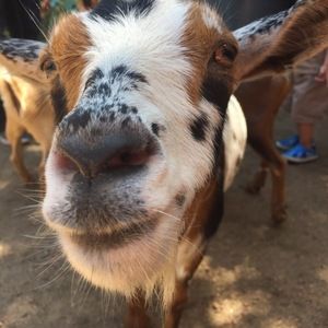 Meet your Posher, Paige